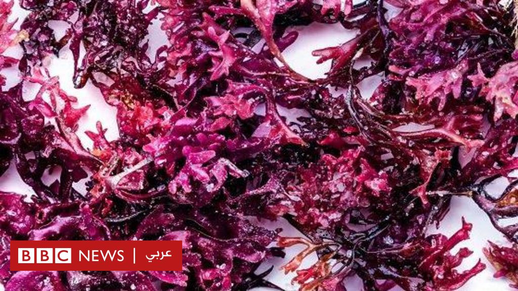 الطحالب البحرية: غذاء فائق الجودة أم بدعة صحية؟