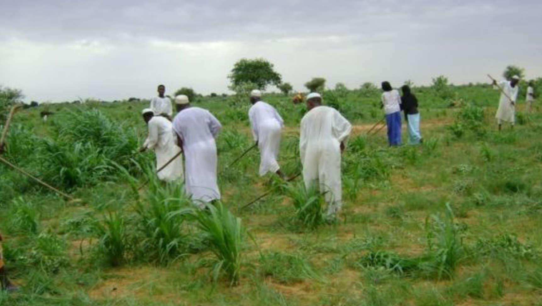 السودان يتكبد خسائر بمليارات الدولارات في القطاع الزراعي بسبب الحرب