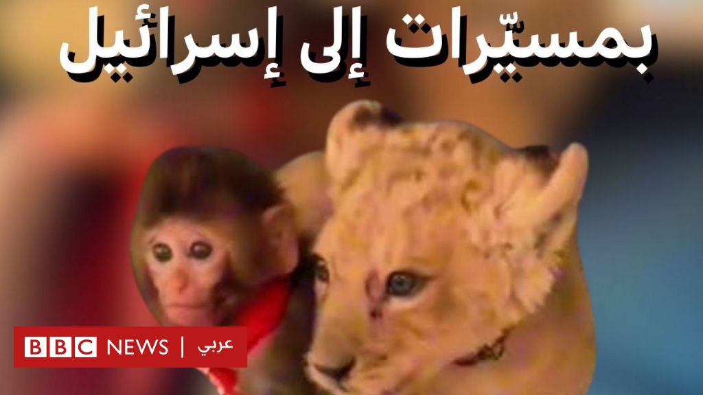 فيديو, تهريب أسود وقرود بمسيّرات في إسرائيل, المدة 1,23