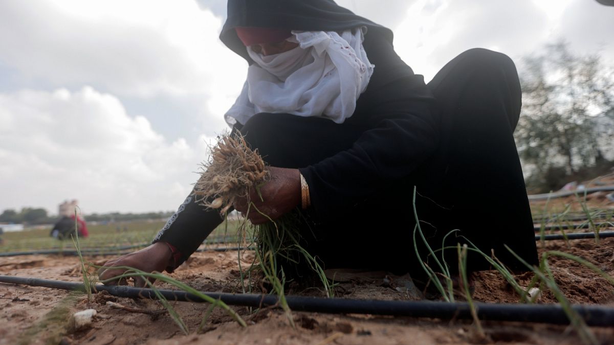 دمار غير مسبوق لقطاع الزراعة في غزة: 60% من الأراضي لم يعد صالحا بسبب الحربأظهر تقرير لمنظمة الأغذية والزراعة (الفاو) في أكتوبر2024 أن الحرب تسببت حتى الأول من سبتمبر في إلحاق الضرر بـ 67.6% من الأراضي الزراعية (أكثر من 10 آلاف هكتار)، مقارنة بـ 57.3% في مايو، و42.6% في فبراير. كما تضرر 71.2% من البساتين والأشجار المثمرة، و67.1% من المحاصيل الحقلية خاصة في منطقة خان يونس.اقرأ المقال كاملا