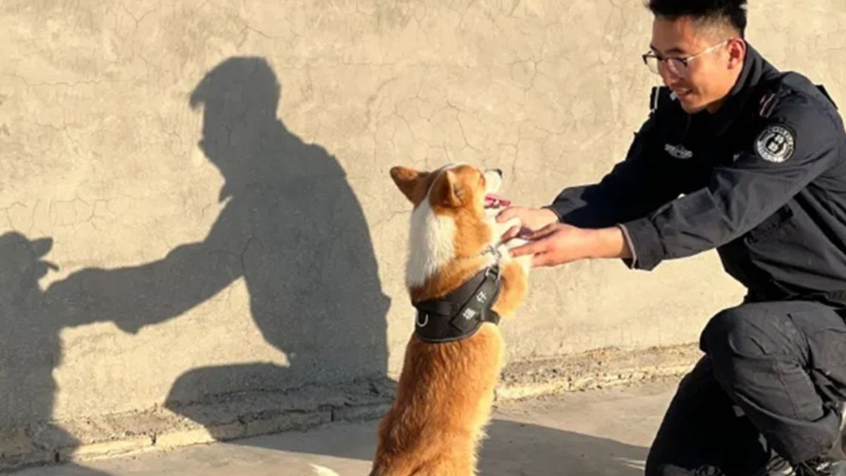 فوزاي يسرق القلوب والنقانق.. كلب كورجي بوليسي يشعل مواقع التواصل في الصينغيرت حادثة طريفة صورة الانضباط الصارم: كلب بوليسي صغير يخرج عن النص في لحظة عفوية خلال دورية ميدانية، فيثير موجة من التعاطف والضحك، ويحوّل المخالفة إلى مبادرة مبهجة وجولة مصالحة غير متوقعة.اقرأ المقال كاملا
