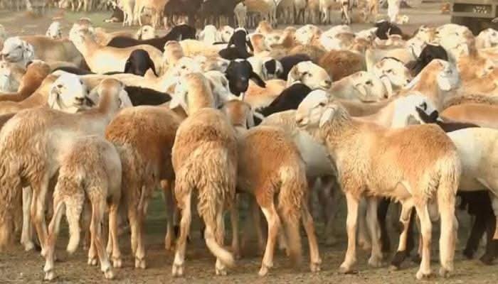 بالأرقام.. أسعار خراف الأضاحي في السودان