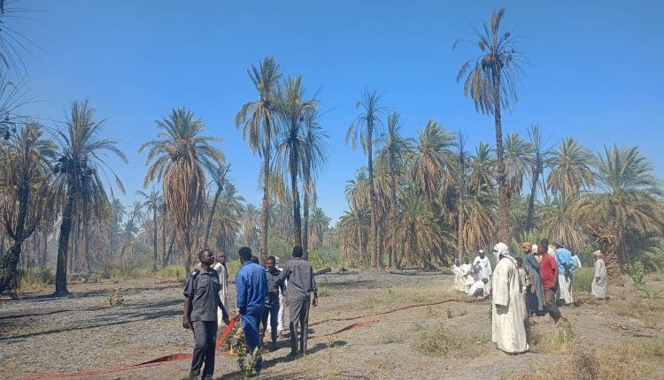شاهد الفيديو.. حريق هائل يلتهم جنائن النخيل في هذه الولاية والخسائر مخيفة