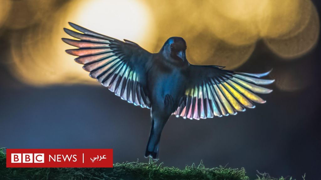 صور عن جمال الحياة البرية ستذهلك