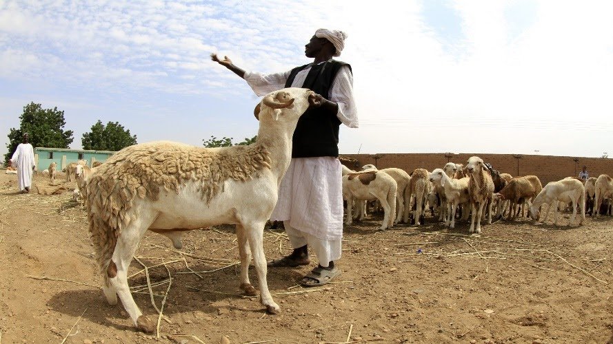 أسواق الأضاحي في السودان يشهد ازدهارًا رغم التحديات الاقتصادية
