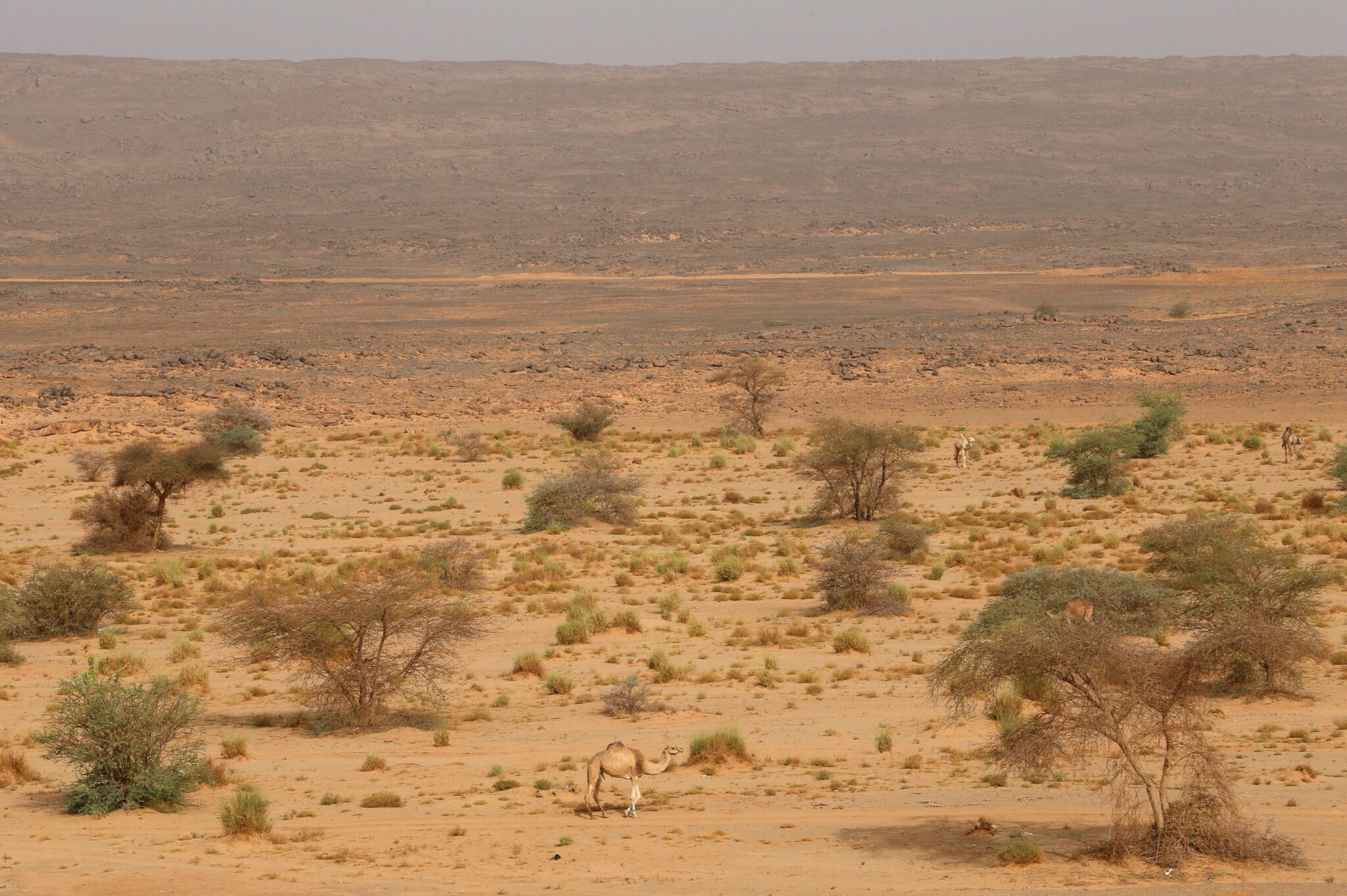 إنقاذ مجموعة من السودانيين علقوا في صحراء الكفرة الليبية