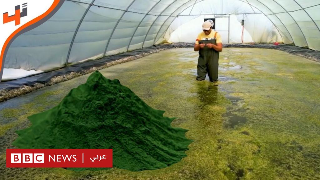 فيديو, بروتين الطحالب.. إنتاج مستدام باستخدام التكنولوجيا الحيوية, المدة 5,42