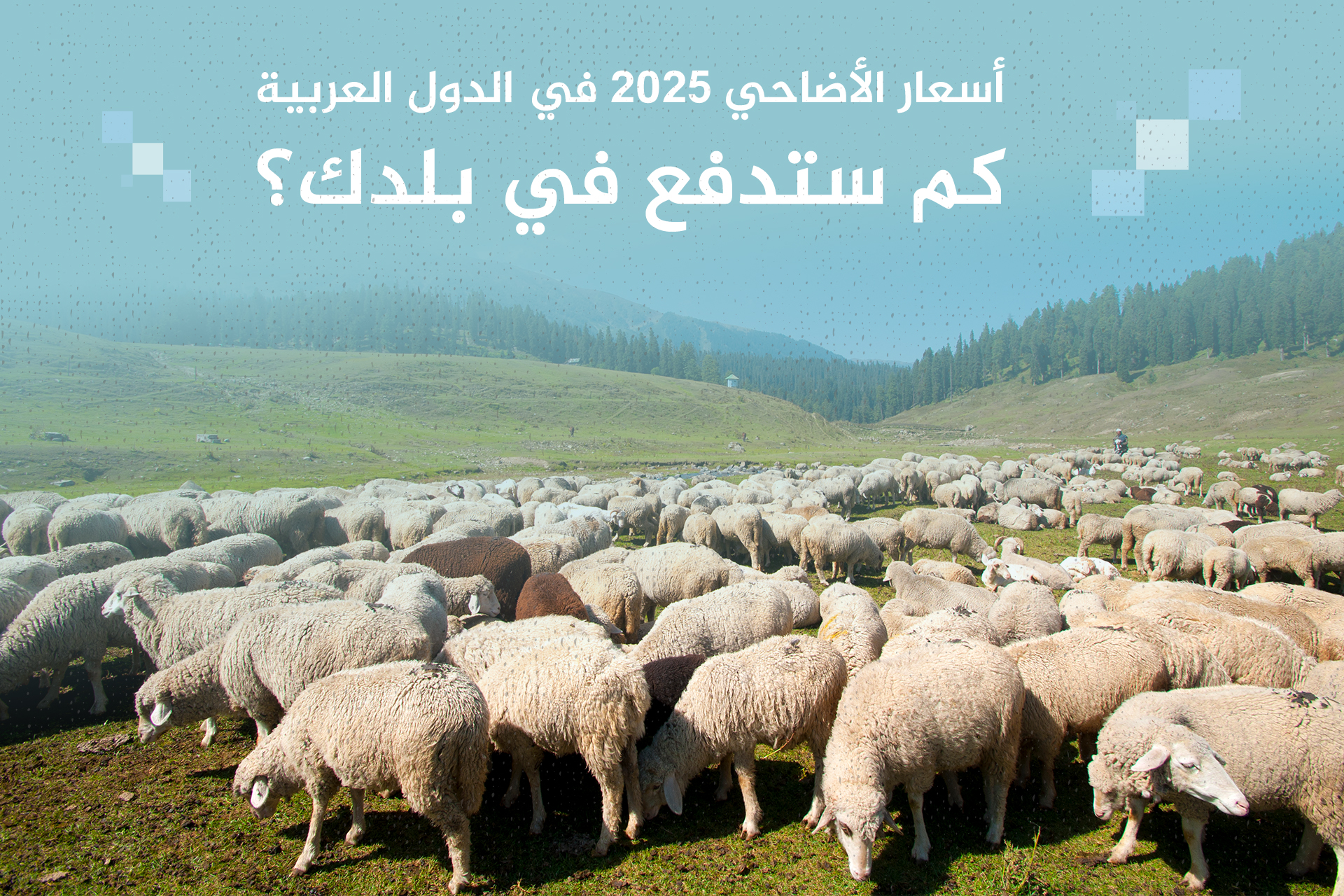 أسعار الأضاحي 2025 عربيا.. كم ستدفع في بلدك؟