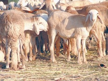 أسعار خراف الأضحية بين 200 إلى 500 ألف جنيه في نيالا جنوب دارفور