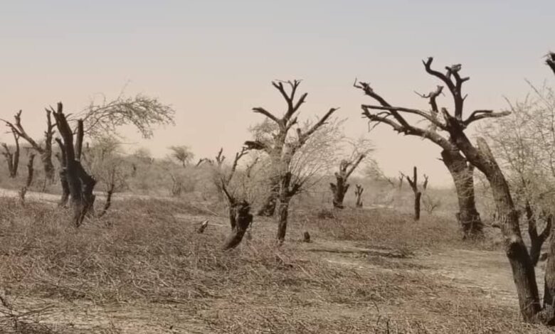 المليشيا تعبث بالغطاء النباتي في النيل الأبيض