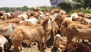 ارتفاع أسعار الأضاحي لموسم 2025 يحرم الكثير من الأسر السودانية من أداء الشعيرة