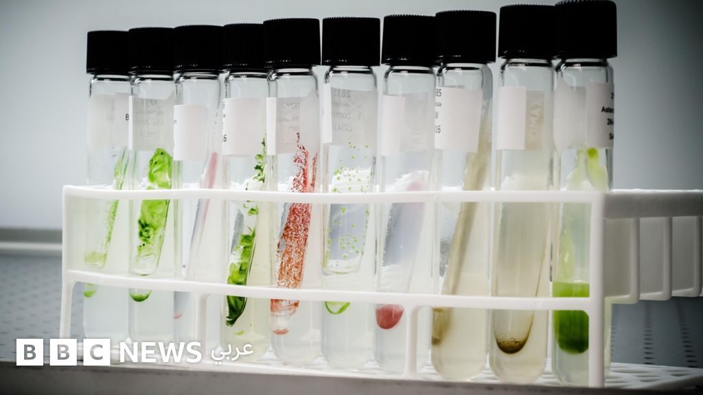 هل تكون الطحالب البديل الآمن للألوان الصناعية الغذائية؟