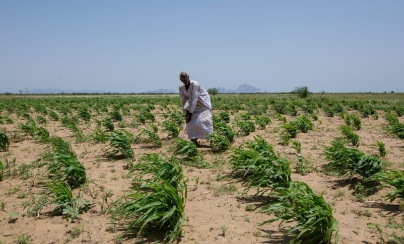 الحرب والعقوبات تُدَمِّران الزراعة في السودان