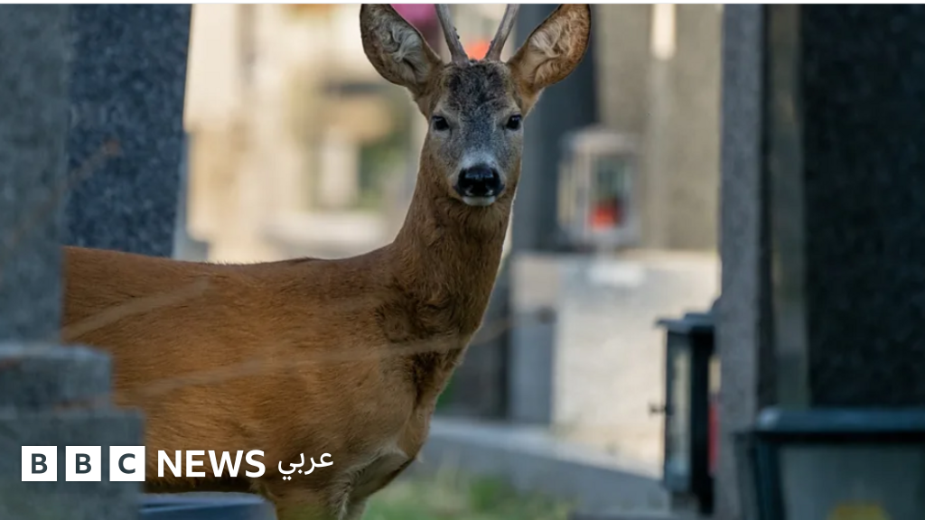 جولة داخل مقبرة فيينا حيث يزدهر التنوع البيولوجي