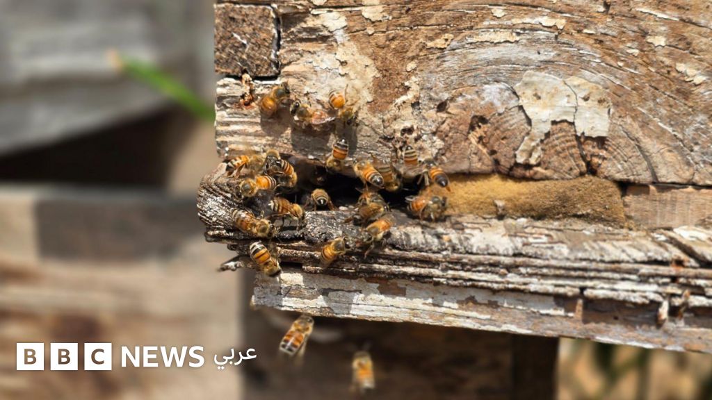 "حتى النحل جاع في غزة، وفرّ خوفاً وفزعاً من القصف"