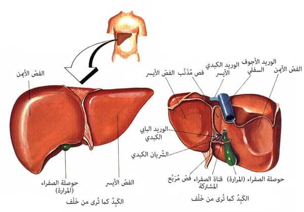 7 أطعمة تدمر الكبد بصمت… تجنبها فورًا