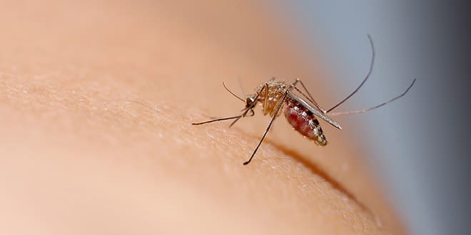 طبيب سوداني يعلن سرًا من الطب النبوي لعلاج حمى الضنك