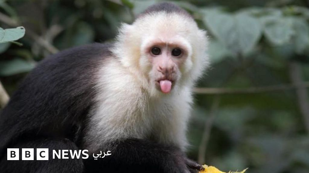 ما هي المشاعر المشتركة بين الإنسان وبعض الحيوانات؟